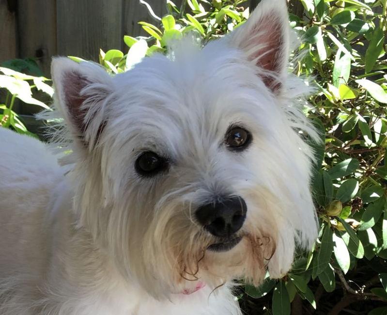 Pic of the Litter: Sophie